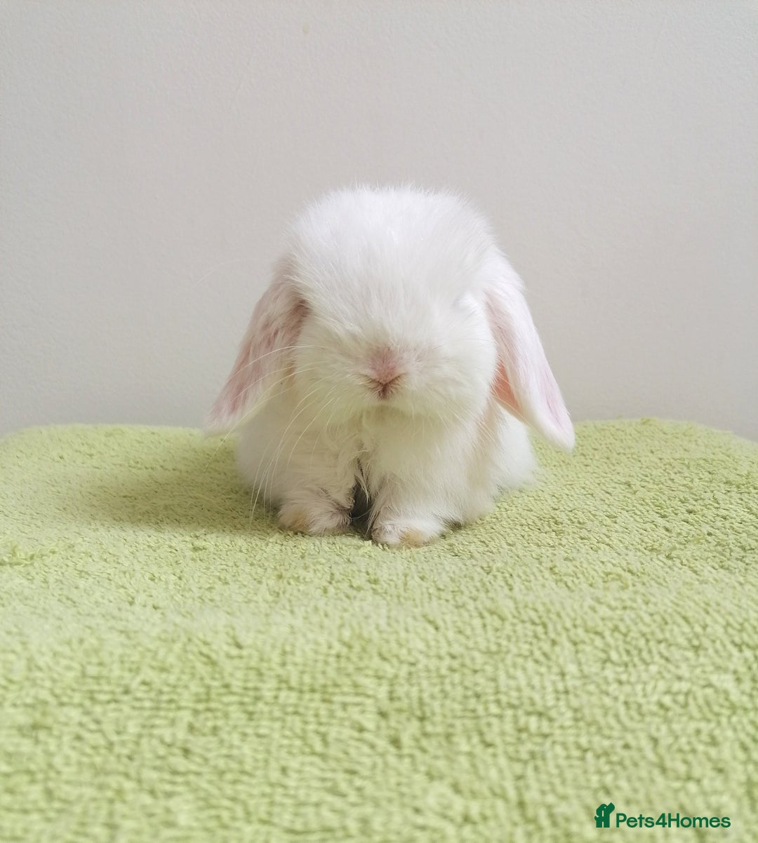 Mini Lop rabbits for sale: Beautiful Mini Lop Baby Rabbits  - Image 3