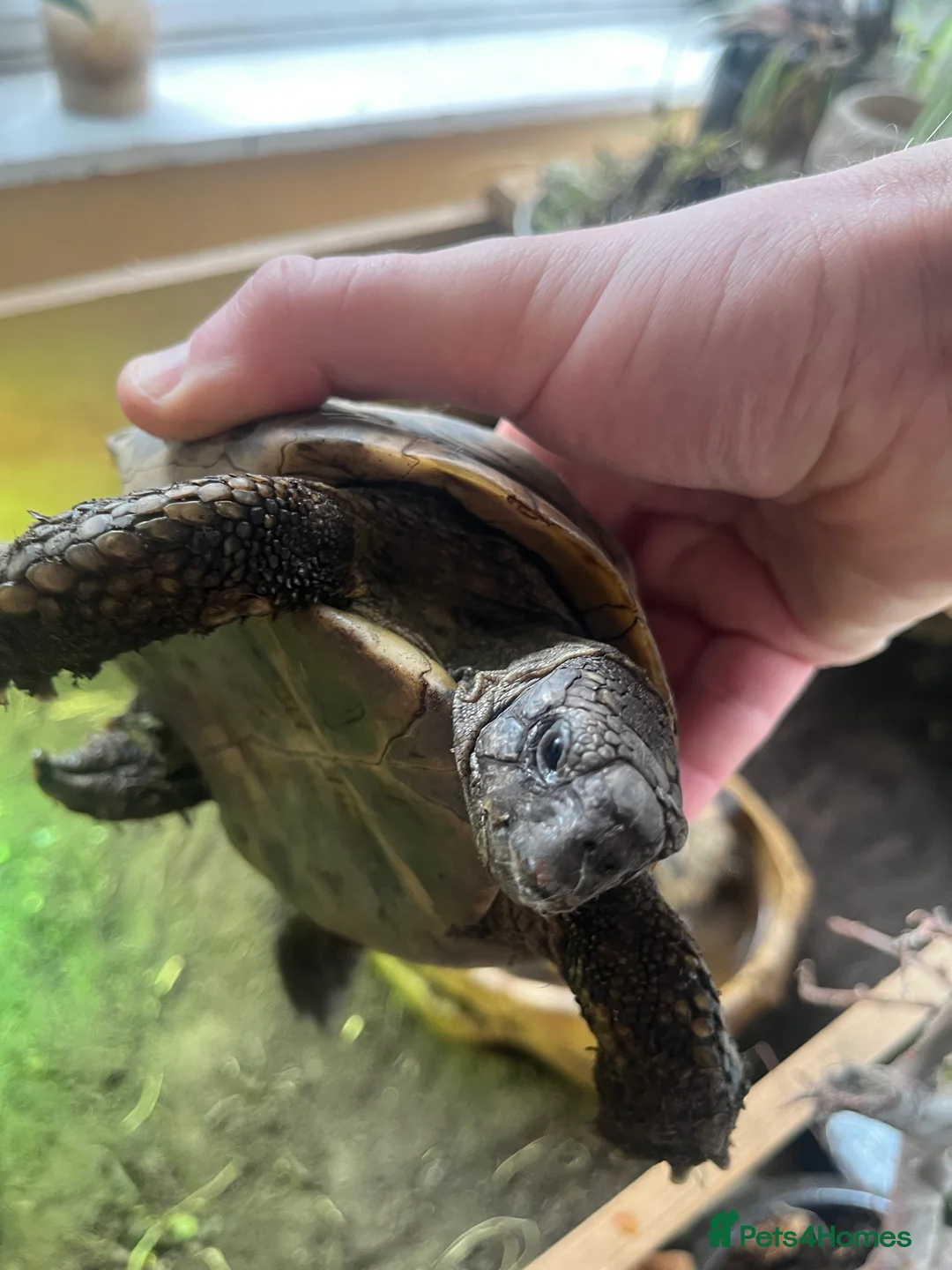 Hermann Tortoise reptiles for sale: Group of Hermann’s tortoise for sale - Advert 7