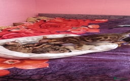 Bengal cats for sale: Pedigree Bengal Kittens - Image 2