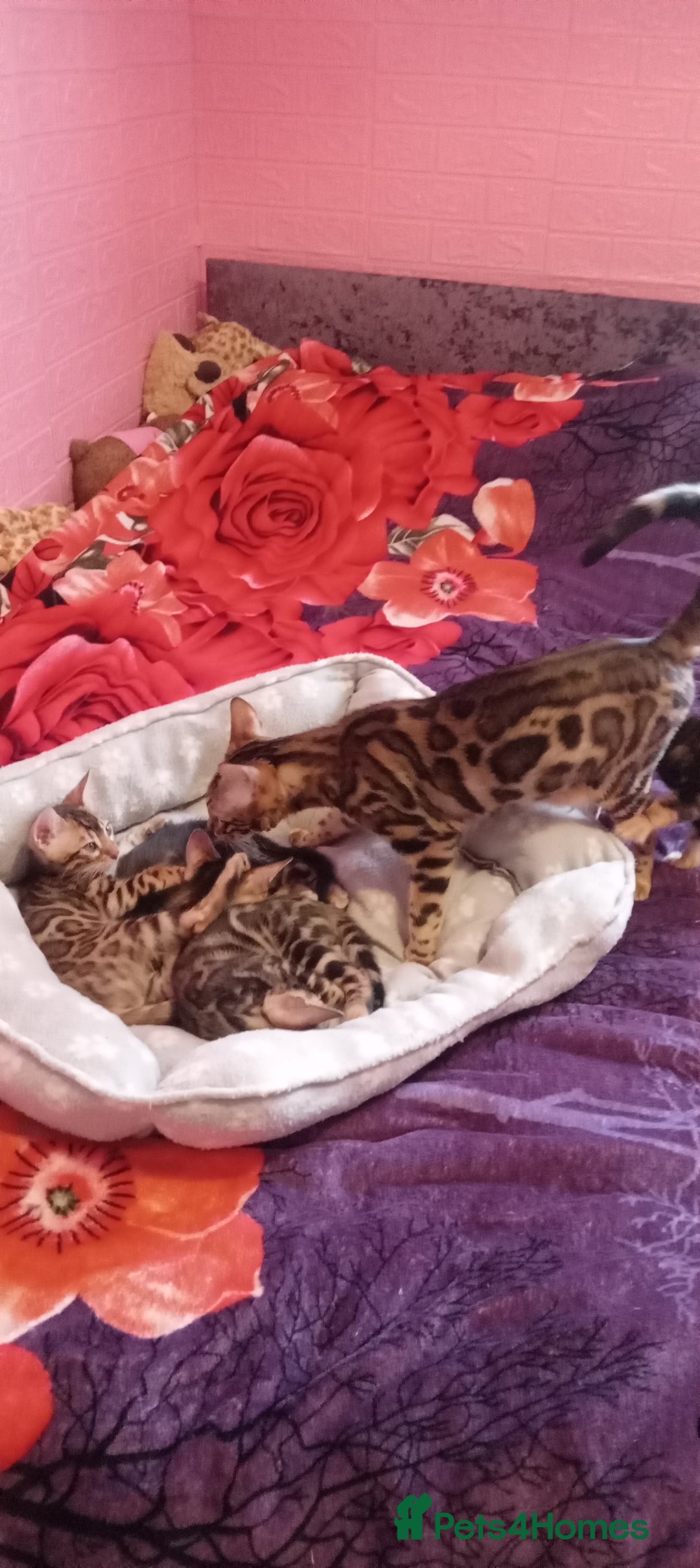 Bengal cats for sale: Pedigree Bengal Kittens - Image 2