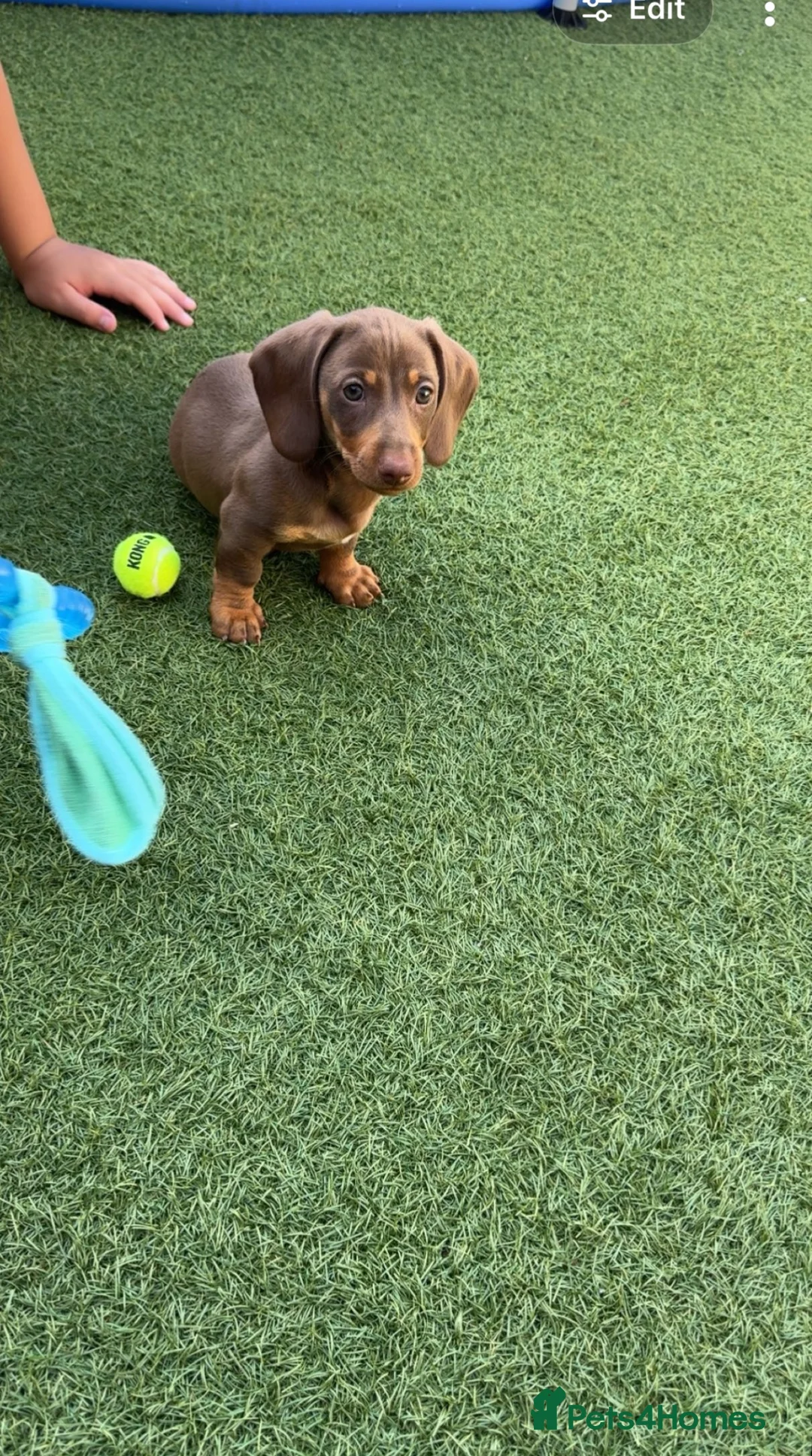 Miniature Dachshund dogs for sale: Miniature dashund puppy for sale  - Advert 1