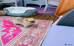 Pomeranian dogs for sale: Beautiful Full Pedigree Pomeranians - Image 5