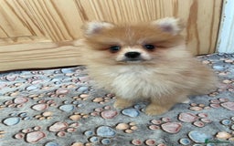 Pomeranian dogs for sale: Two puppies left Ready to Leave  - Image 12