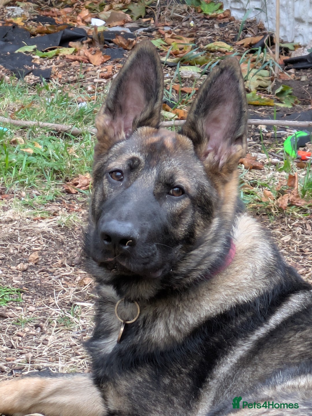 German Shepherd dogs for sale: 10 month old GSD Male and Female puppy available - Advert 9