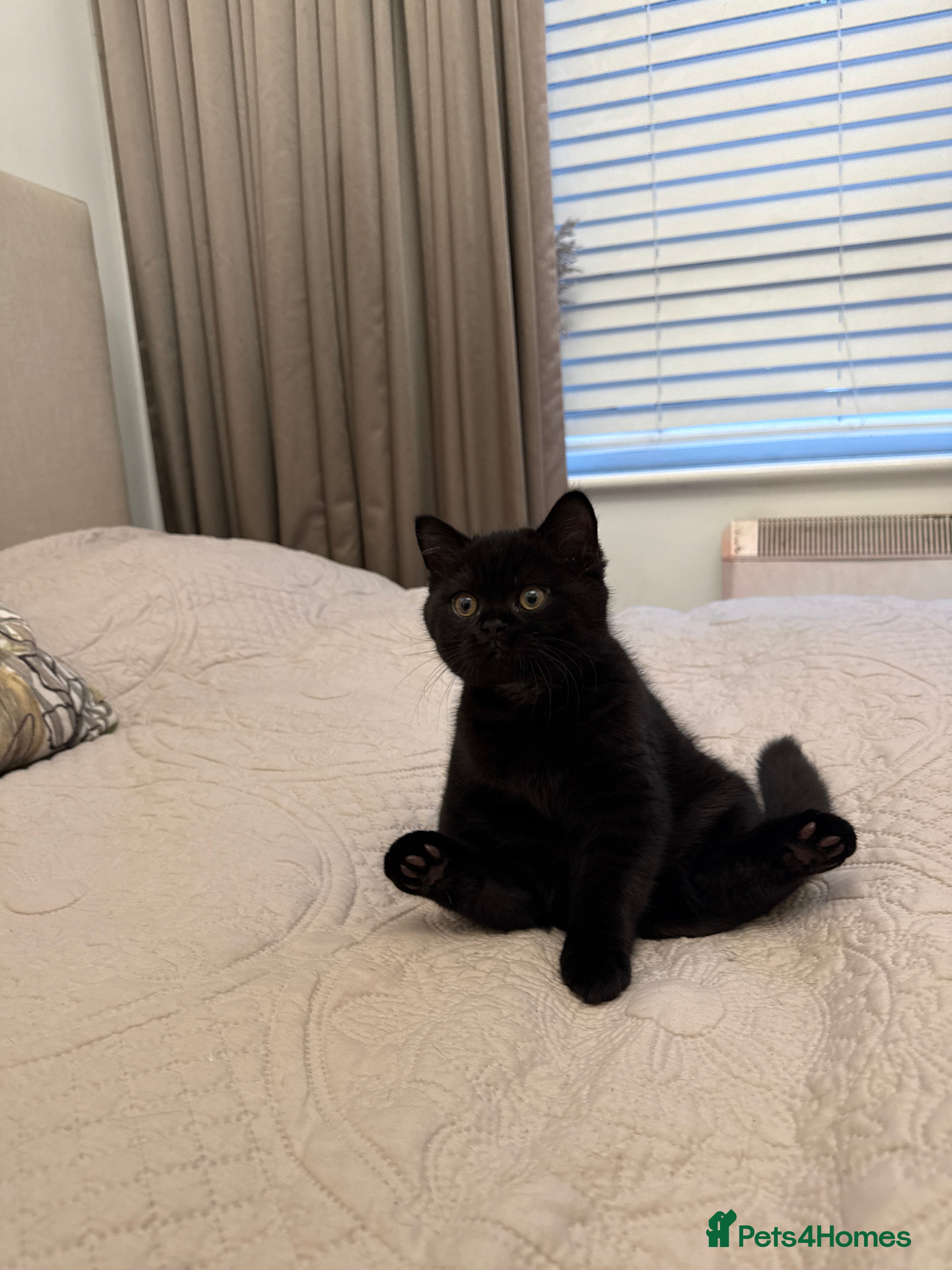 British Shorthair cats Meet Twilight 🖤 - Advert 17