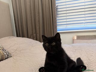 British Shorthair cats Meet Twilight 🖤 - Advert 11