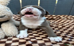 Olde English Bulldogge dogs for sale: Must See! Olde English Puppies  - Image 3