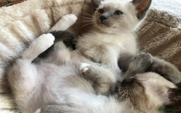 Tonkinese cats for sale: Exquisite Tonkdolls - Image 14