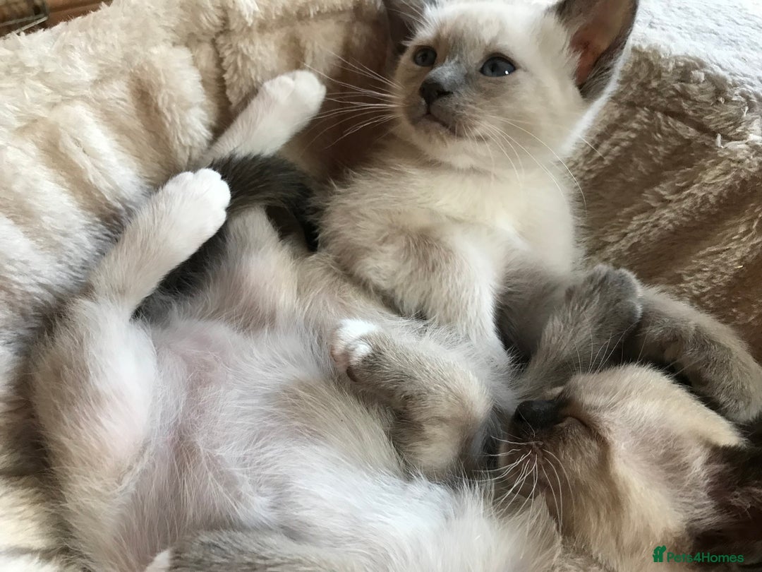 Tonkinese cats for sale: Exquisite Tonkdolls - Image 14