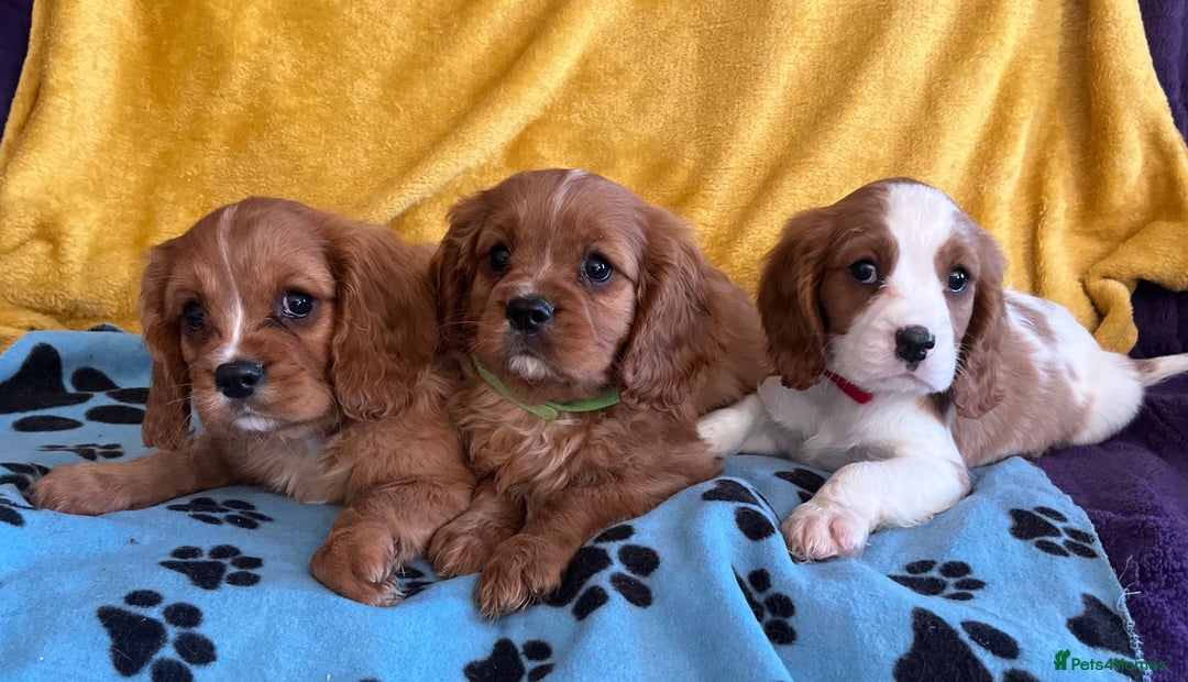 Cavalier King Charles Spaniel dogs for sale: Stunning cavalier King Charles puppies  - Image 9