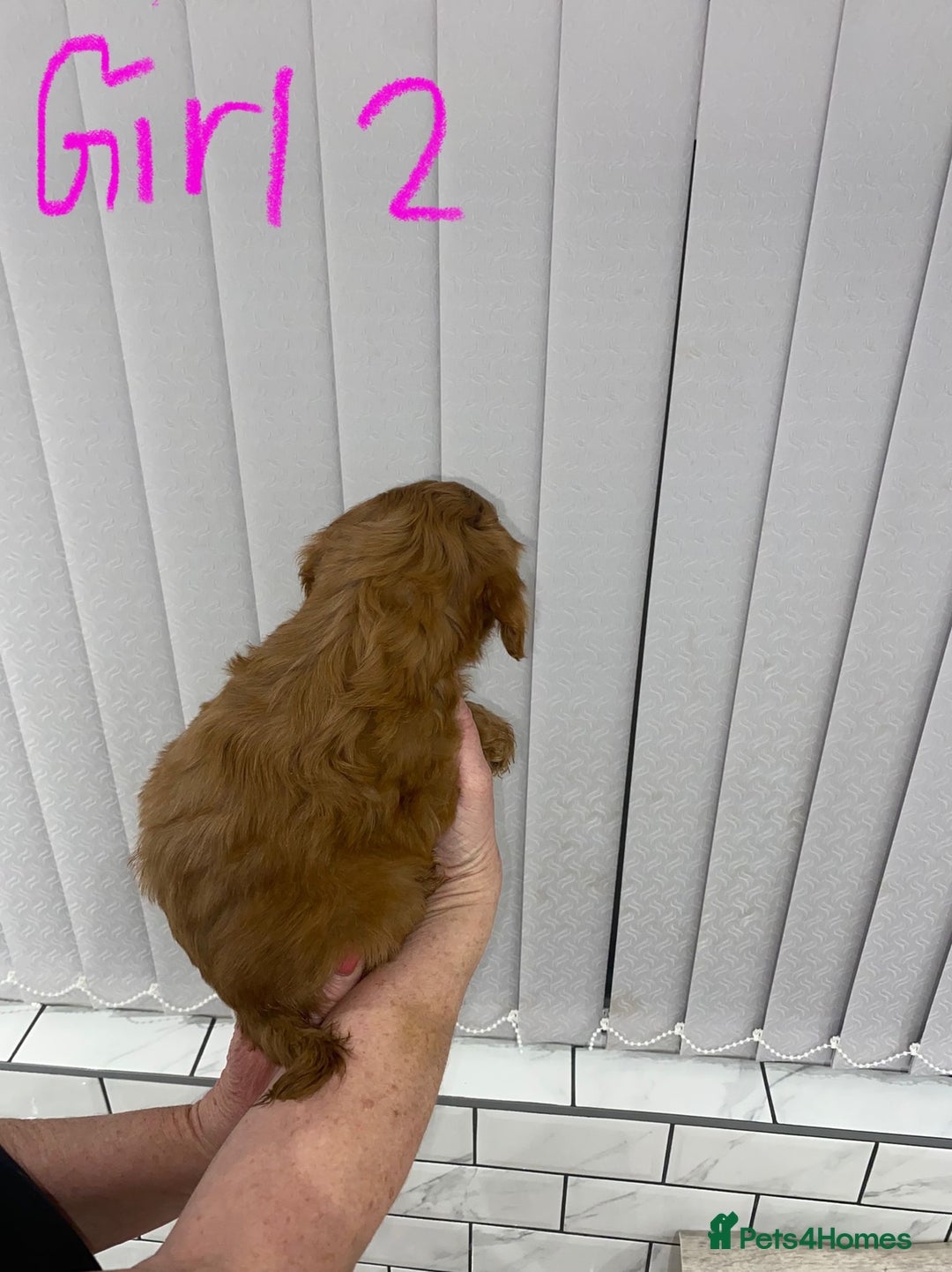 Cockapoo dogs for sale: F1 Red Cockapoo Puppies  - Advert 6