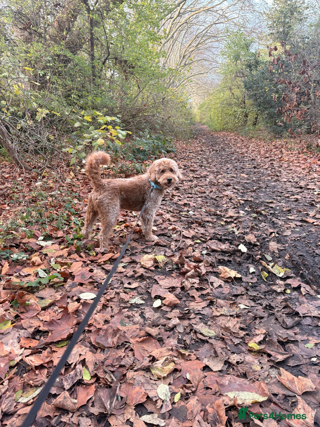 Goldendoodle dogs for stud: Proven Miniature Goldendoodle Stud – Noah 🐾 in London - Advert 23