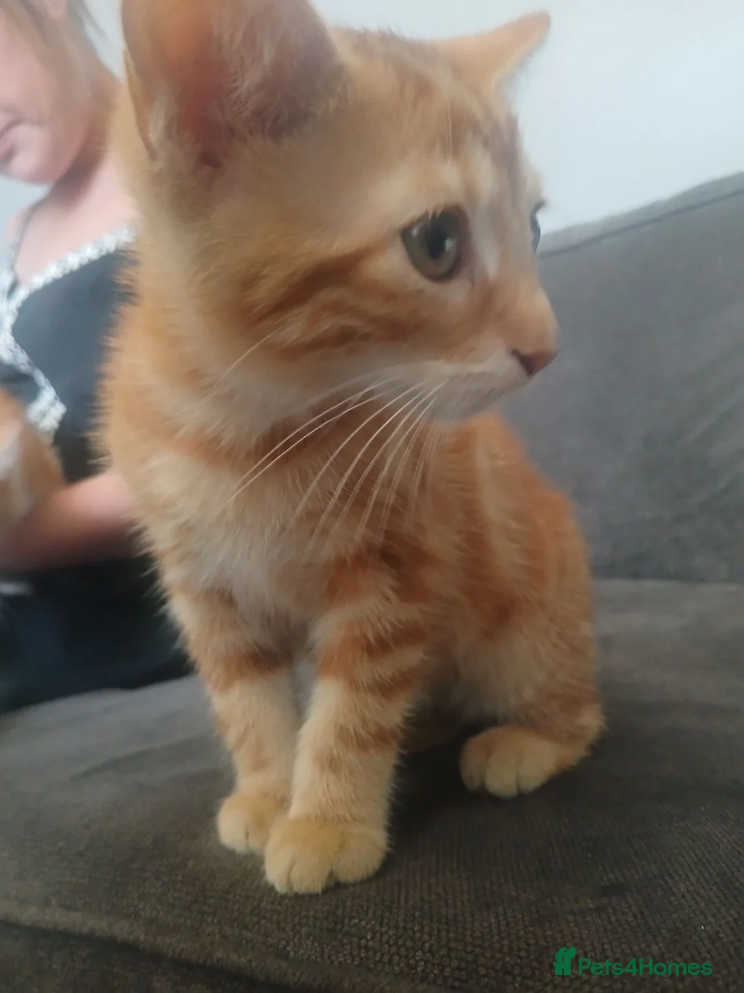 British Shorthair cats for sale: For sale kittens in Walsall - Advert 2