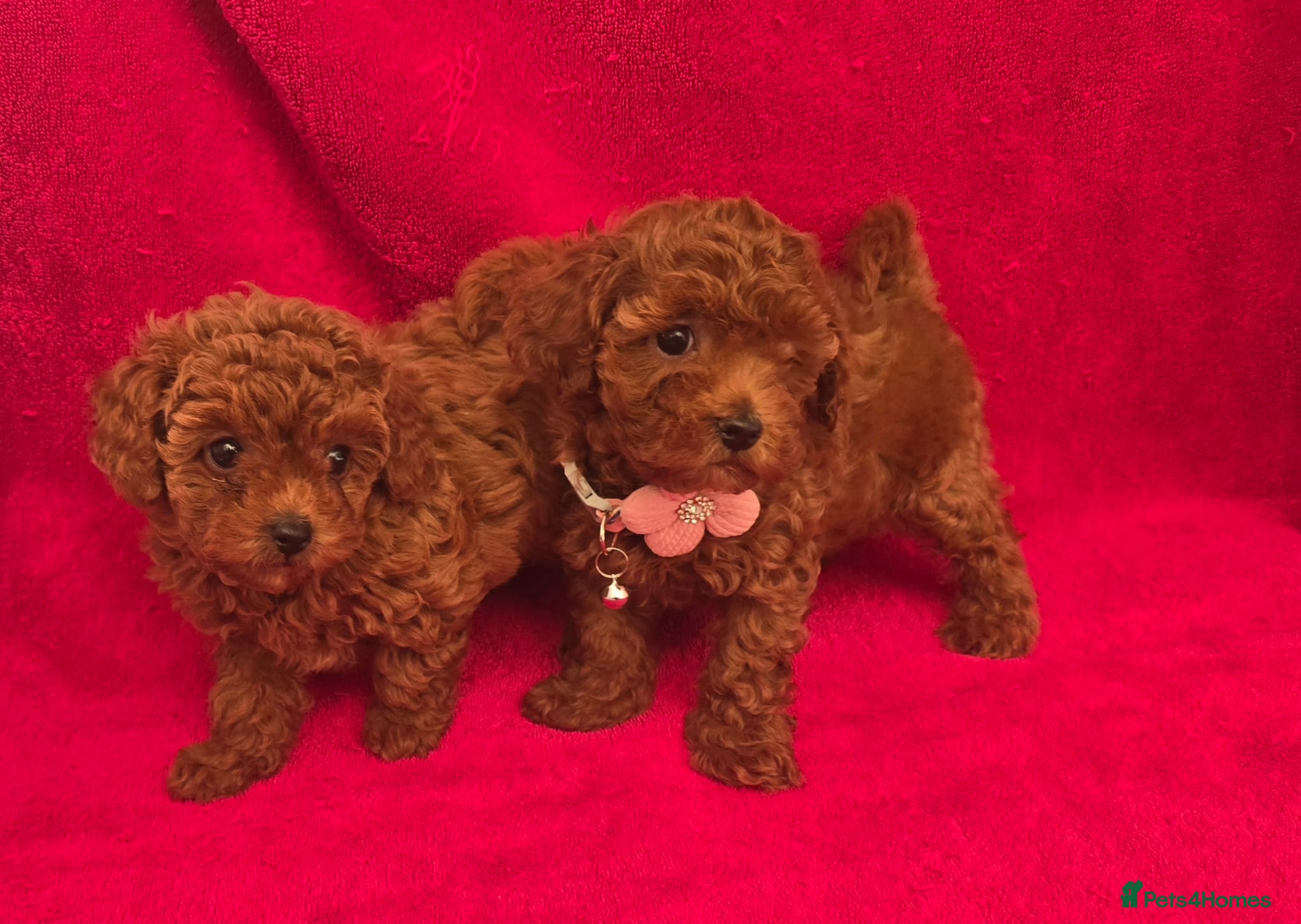 Toy Poodle dogs  Asian Toy Poodles (both parents Asian) For sale - Advert 2