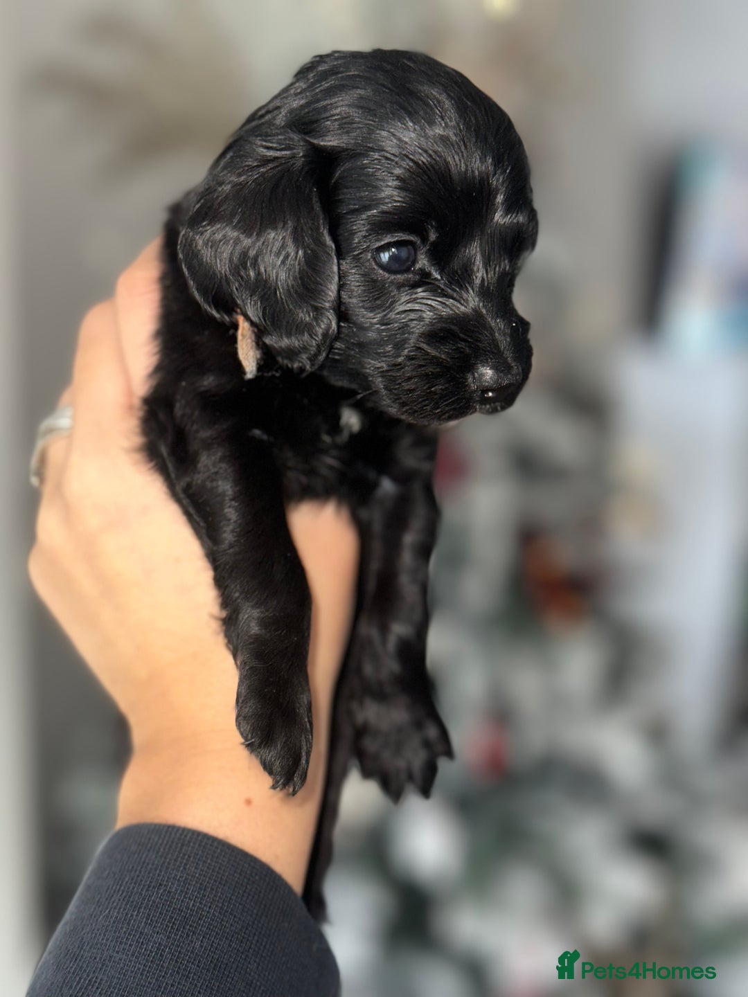 Cockapoo dogs for sale: Beautiful mixed Merle F2B Cockapoos  - Advert 13
