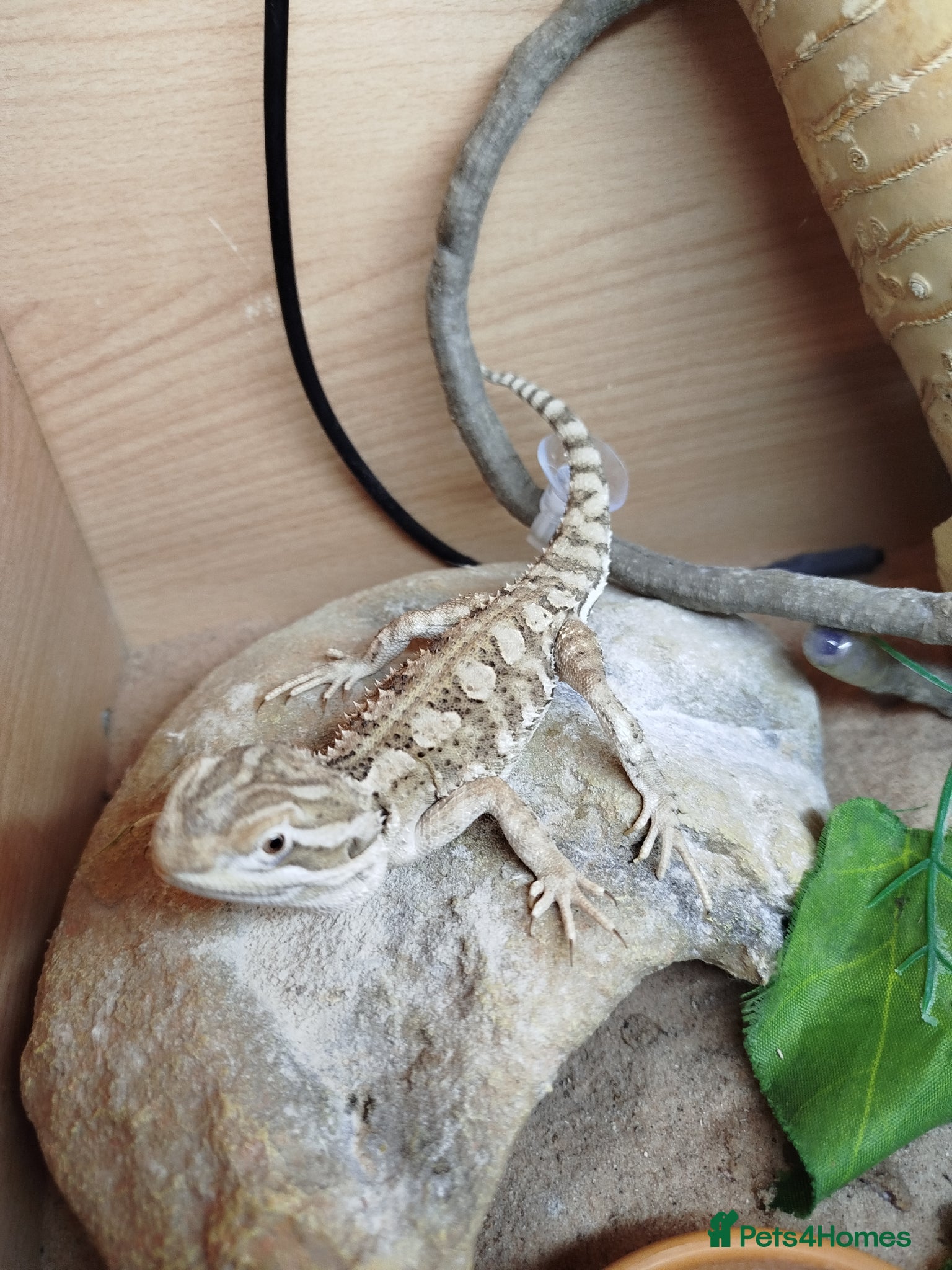 Bearded Dragon reptiles Rankin Dragon for sale - Advert 14