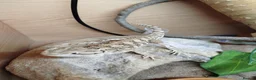 Bearded Dragon reptiles for sale: Rankin Dragon for sale - Advert 1