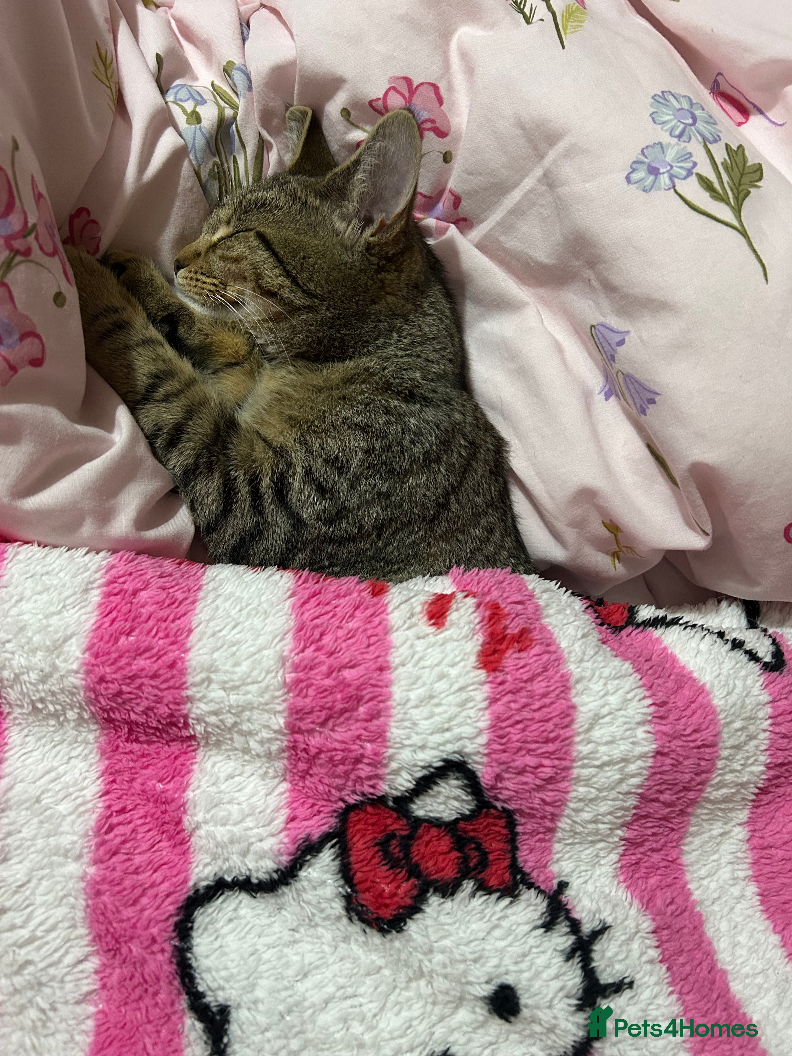 Bengal cats for sale: Princess available - Advert 5