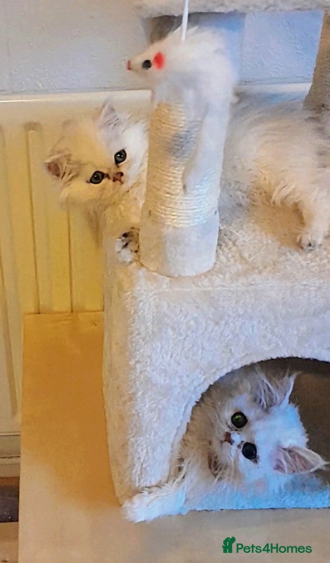 Persian cats ♦🍒White tipped Persian kittens ready now - Advert 1