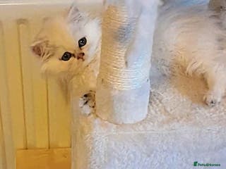 Persian cats ♦🍒White tipped Persian kittens ready now - Advert 1