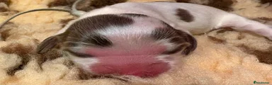 Cocker Spaniel 9