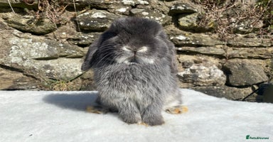 Mini Lop rabbits 3 pretty does needing new homes - Advert 3