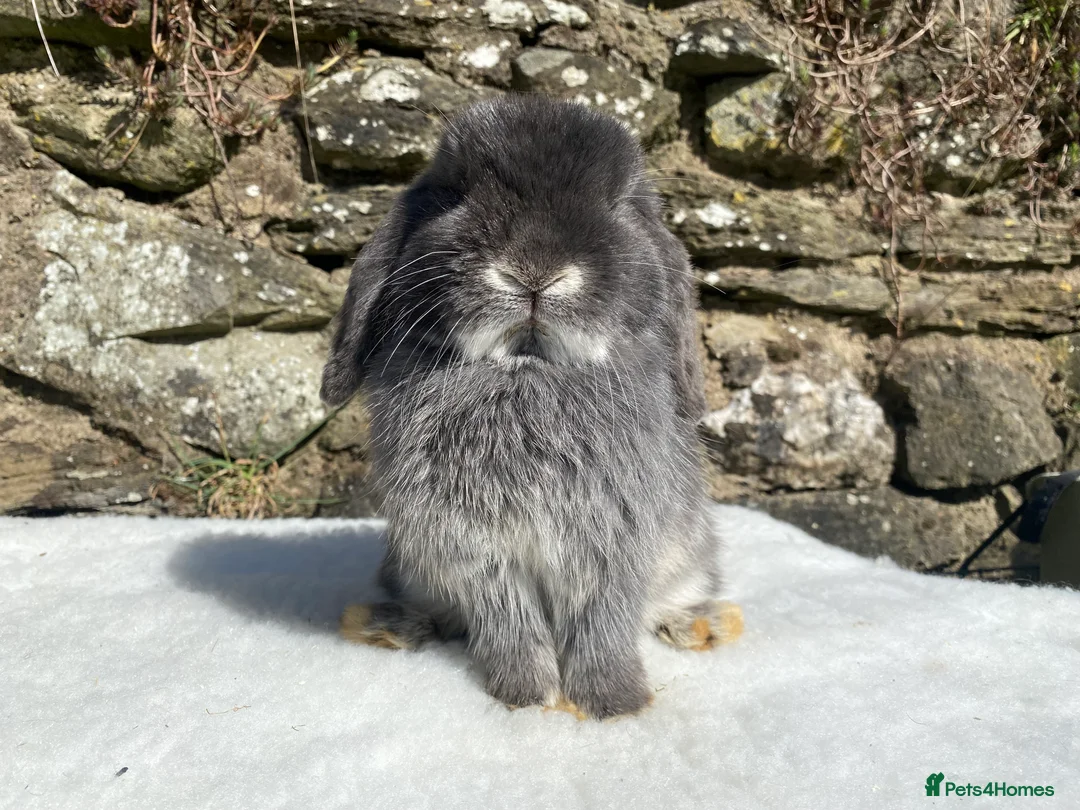 Mini Lop rabbits for sale: A pretty does needing a new home - Advert 2