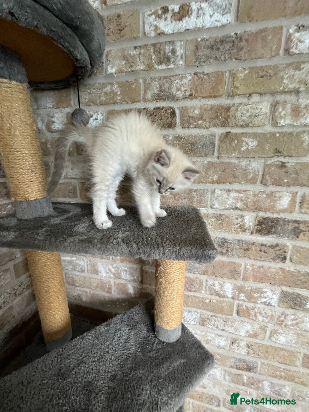 Ragdoll cats for sale: One female Ragdoll left  in Cambridge - Image 15