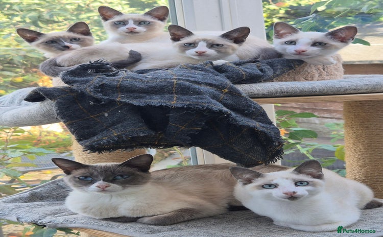 Snowshoe cats - Advert 1