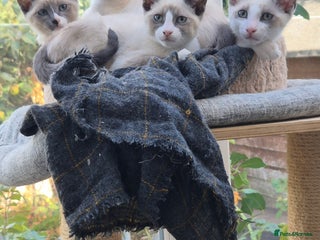 Snowshoe cats - Advert 2