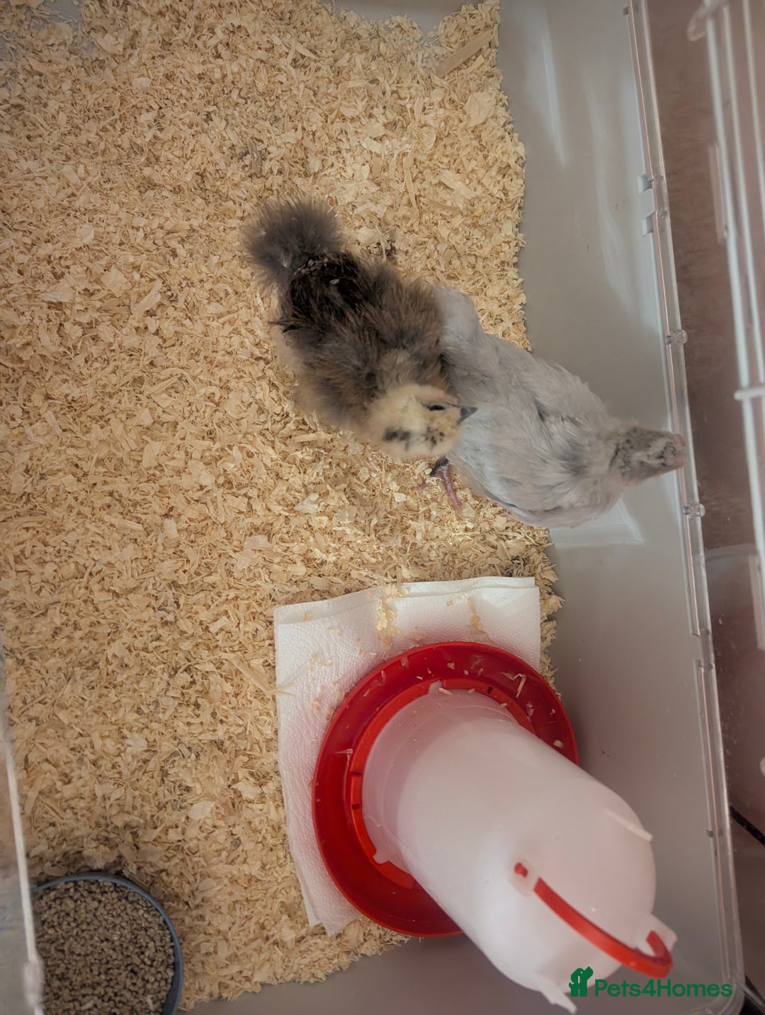 Chickens poultry for sale: X2 bantams for sale £20 each - Advert 2