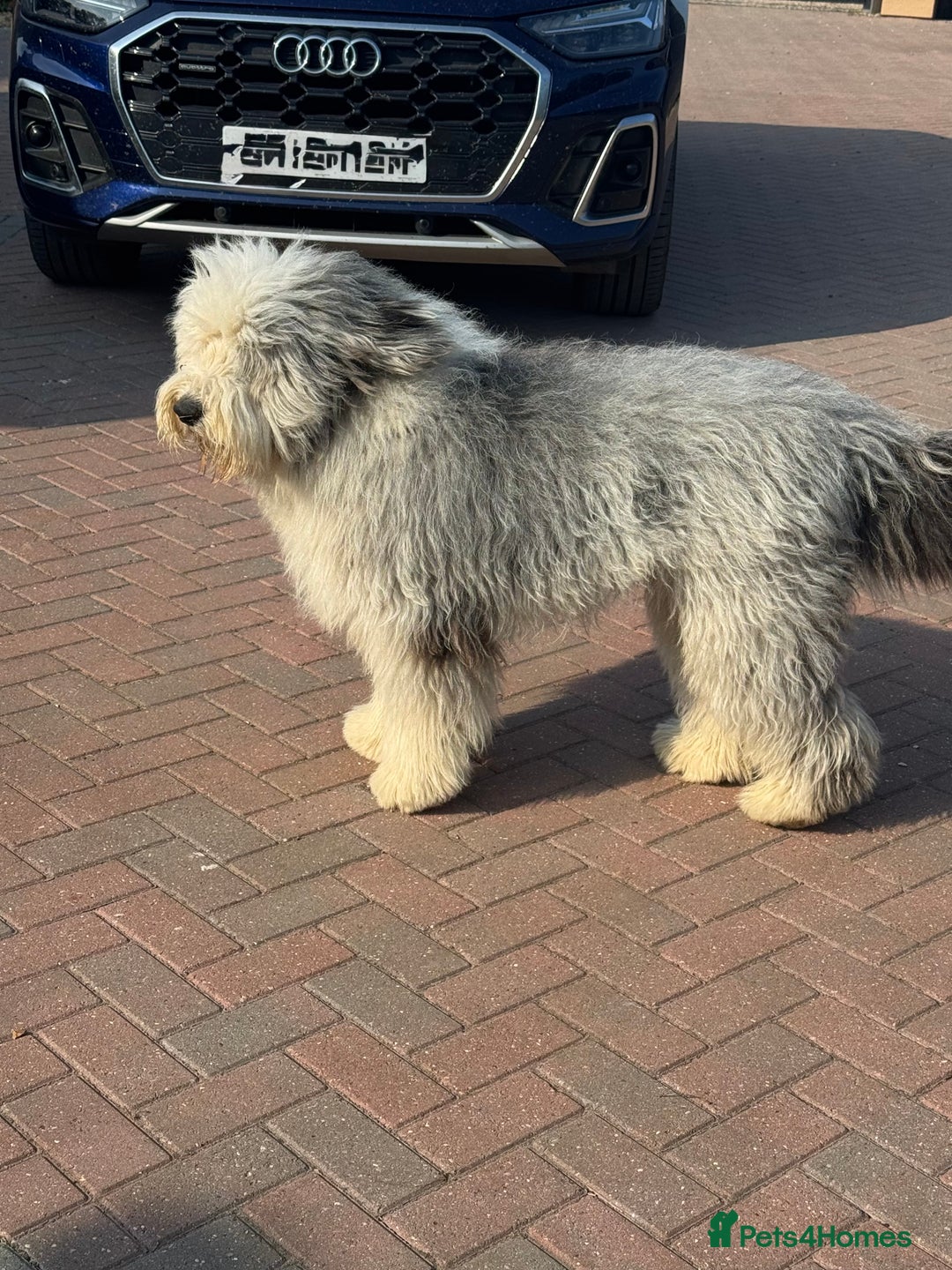 Old English Sheepdog dogs for stud: Outstanding OES stud dog  - Advert 2