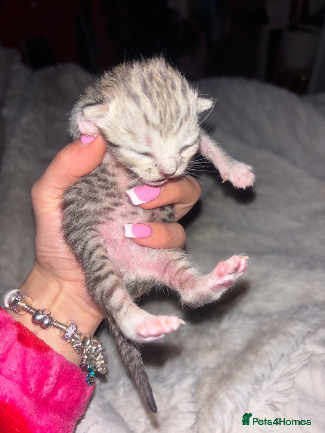 Scottish Fold cats for sale: Adorable Scottish Straight Kittens 🥰 - Advert 2