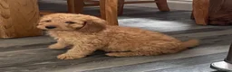 Cockapoo dogs for sale: STUNNING HEALTH CLEAR COCKAPOO PUPPIES  - Advert 1