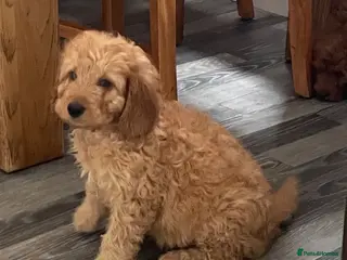 Cockapoo dogs STUNNING HEALTH CLEAR COCKAPOO PUPPIES - Advert 14