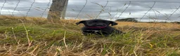 Borador dogs for sale: 4 Borador puppies for sale  - Advert 4