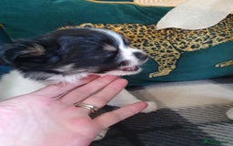 Chihuahua dogs for sale: Longcoat chihuahua  - Image 7