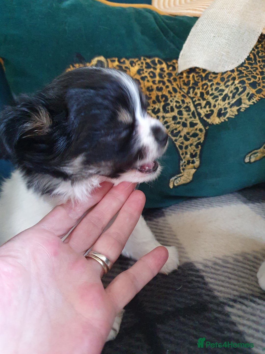 Chihuahua dogs for sale: Longcoat chihuahua  - Image 7