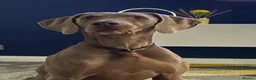 Weimaraner dogs for sale: KC Registered Weimaraner Puppies - Advert 12