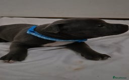 Staffordshire Bull Terrier dogs for sale: Blue staffs for sale £900 - Image 11