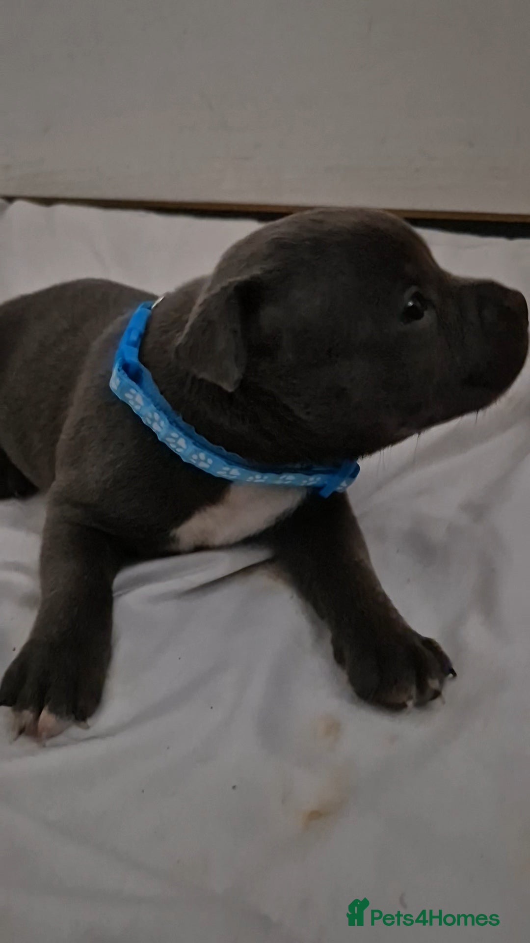 Staffordshire Bull Terrier dogs for sale: Blue staffs for sale £900 - Image 11