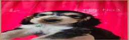 Cocker Spaniel dogs for sale: KC Sired Show Cocker Spaniels puppies| Champ Lines - Advert 4