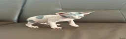 Sphynx cats for sale: sphynx kittens for sale - Advert 7