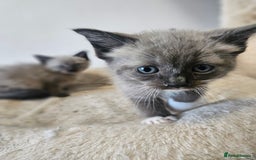 Ragamese cats for sale: 3/4 Ragdoll x 1/4 Siamese Kittens ♡ - Image 4