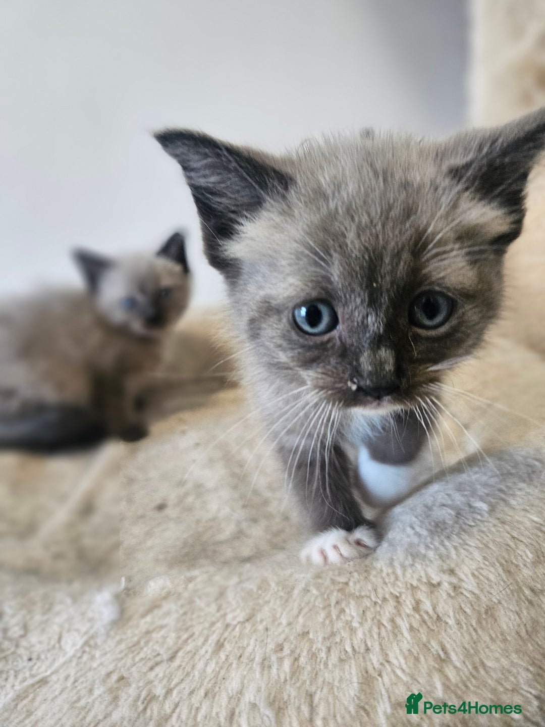 Ragamese cats for sale: 3/4 Ragdoll x 1/4 Siamese Kittens ♡ - Image 4