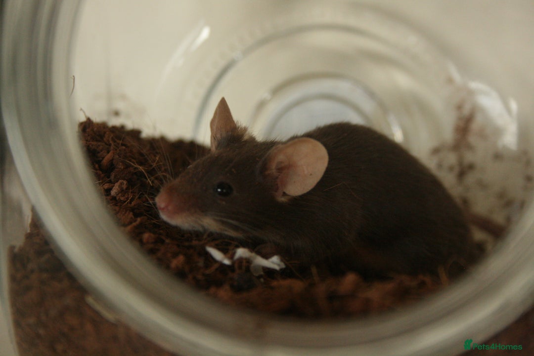 Mouse rodents for sale: 🐭 Female Mice Available for Adoption 🐭 - Advert 13