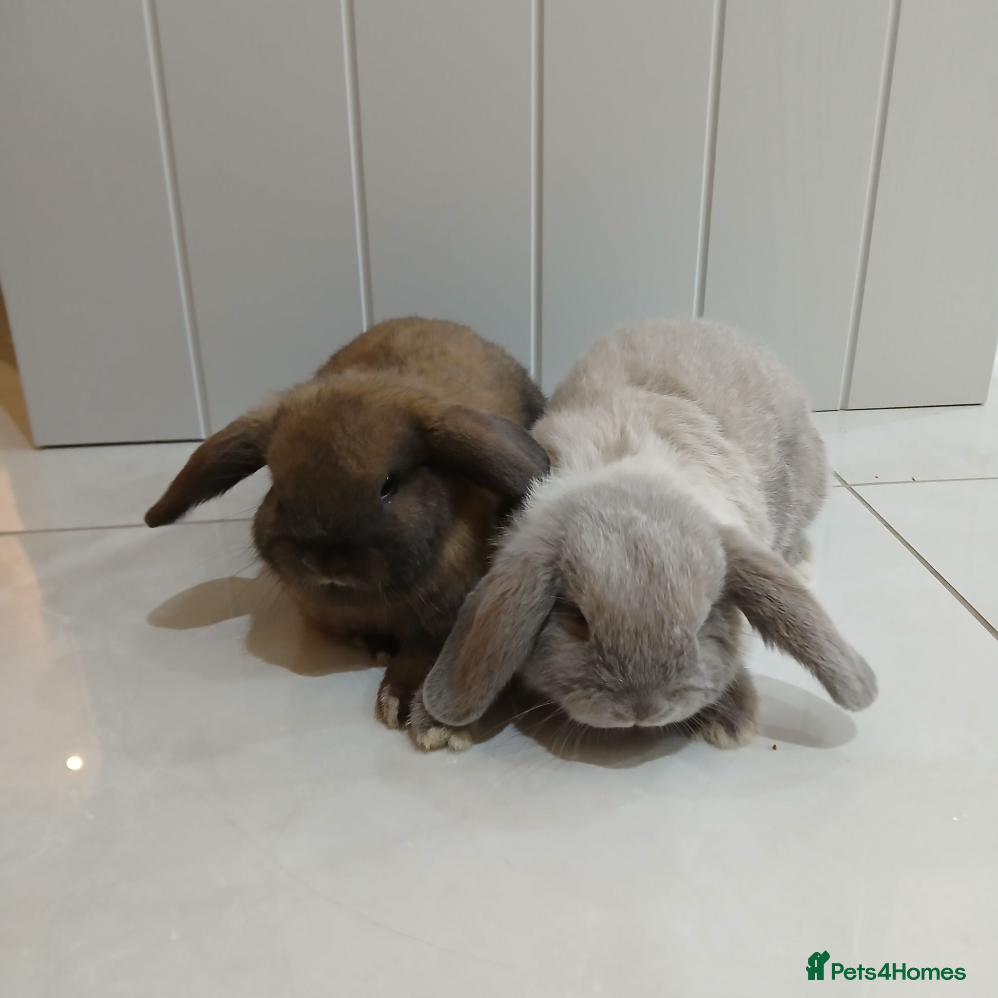 Mini Lop rabbits 2 x Mini lop Baby Rabbits - Advert 9