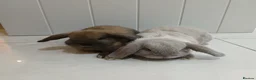 Mini Lop rabbits for sale: 2 x Mini lop Baby Rabbits - Advert 1