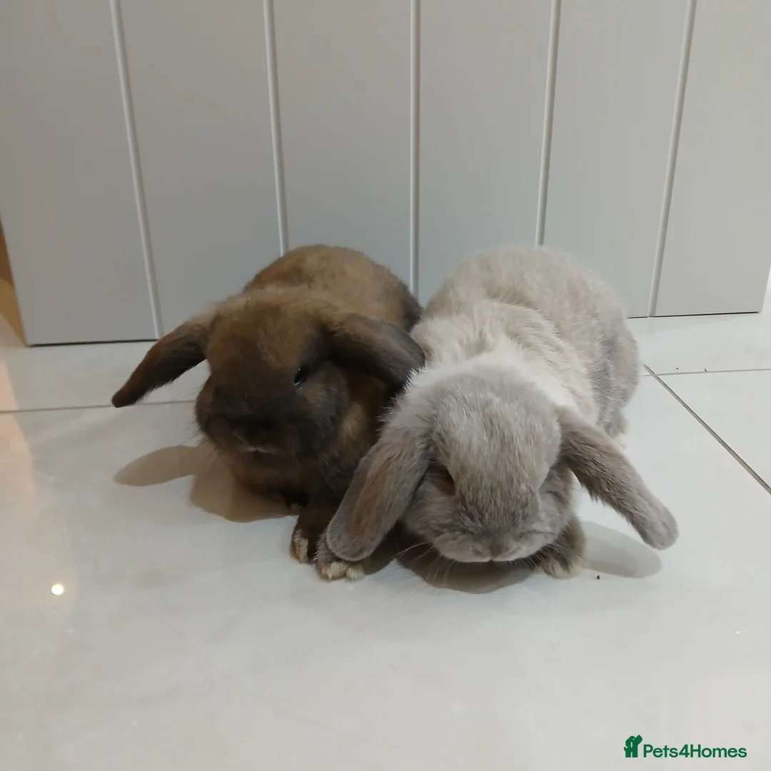 Mini Lop rabbits for sale: 2 x Mini lop Baby Rabbits - Advert 1