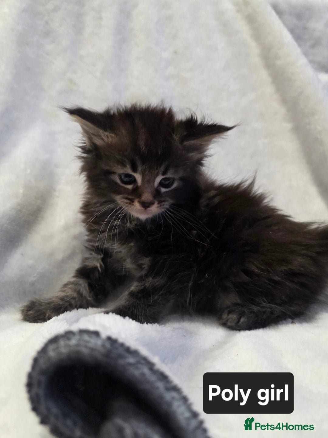 Maine Coon cats for sale: Beautiful Maine Coon kittens  - Advert 25